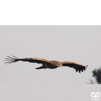 گونه عقاب شاهی Eastern Imperial Eagle